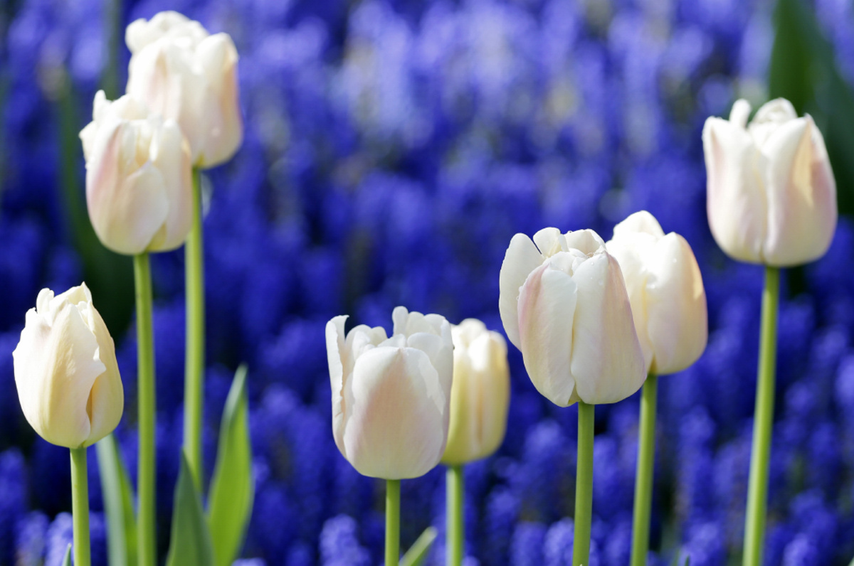 Keukenhof  – Zahrada holandských tulipánů